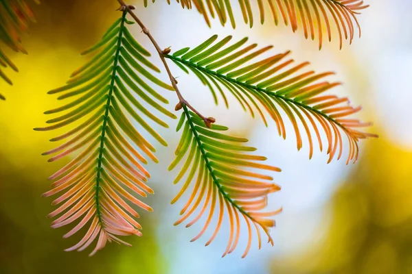 Kleurrijke Herfstbladeren Close Zonneschijn — Stockfoto