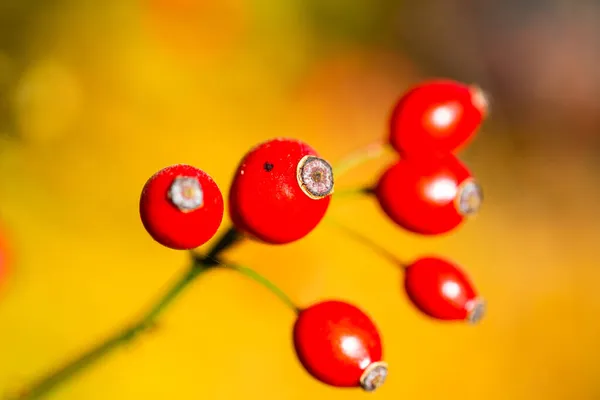 Rosa Mosqueta Arbusto Sol Otoño — Foto de Stock