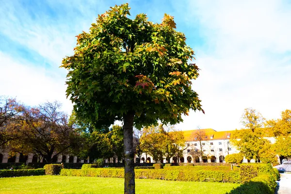 Hofgarten Monaco Autunno Cielo Azzurro Chiaro — Foto Stock