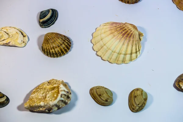 Shells Background White Background — Stock Photo, Image
