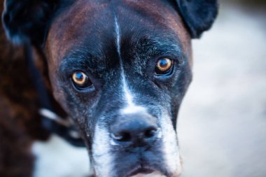Yaşlı boksör üzgün görünüyor, köpek, hayvan, köpek