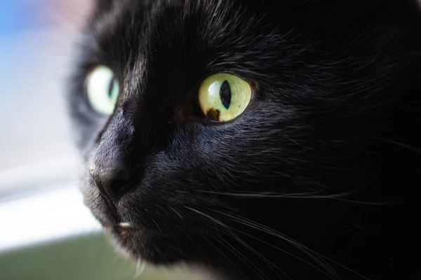 Schwarze Katze Makro Katzenaugen — Stockfoto