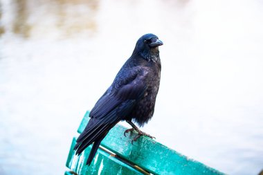 Münih 'teki İngiliz Bahçesi' nde parkta bir bankta Kuzgun.