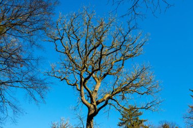 Nymphenburg Parkı 'ndaki yaşlı buruşuk ağaç, mavi gökyüzü.