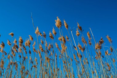 Kışın sazlıklar, mavi gökyüzü, doğa, Nymphenburg Sarayı 'na park