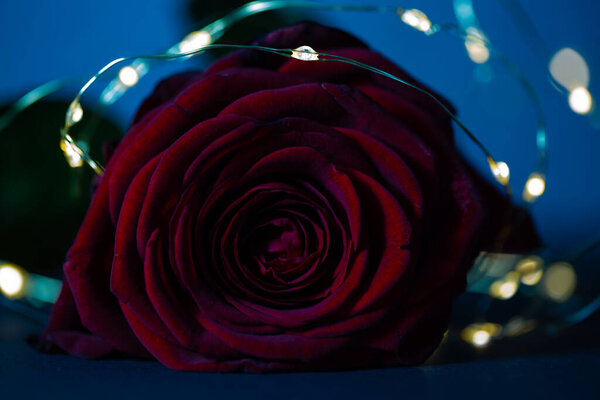 Раковины и лепестки роз на голубом фоне, праздничный фон, велнес