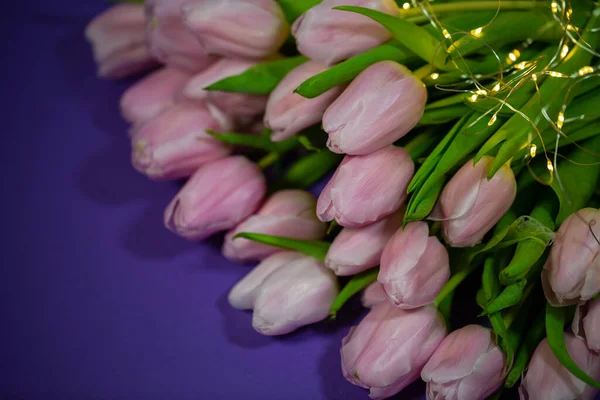 Tulipanes Rosados Fondo Lila — Foto de Stock