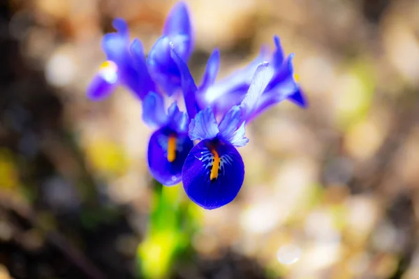 Iris Reticulata Wiosnę Marzec Ogród Wiosenne Ogrodnictwo Niebieska Tęczówka Dzika — Zdjęcie stockowe