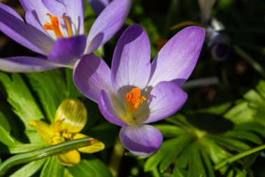 İlkbaharda timsahlı ve karlı çayırlarda