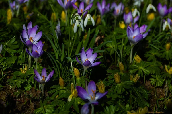 Łąka Kwiatowa Krokusami Śniegiem Wiosną — Zdjęcie stockowe