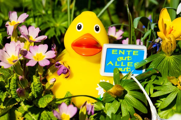 Gummiente Mit Schild Ente Gut Alles Gut Zwischen Den Blumen — Stockfoto