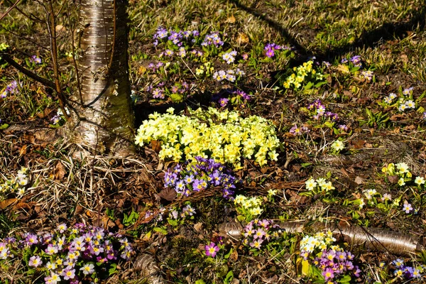 Primula Vulgaris Primrose Żółte Pierwiosnki Wiosną Łące — Zdjęcie stockowe