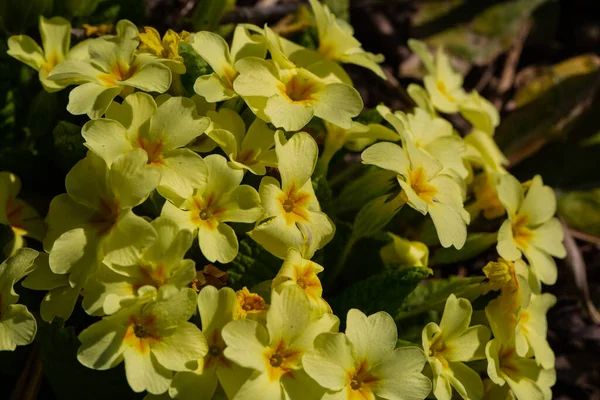 Primula Vulgaris Primrose Żółte Pierwiosnki Wiosną Łące — Zdjęcie stockowe