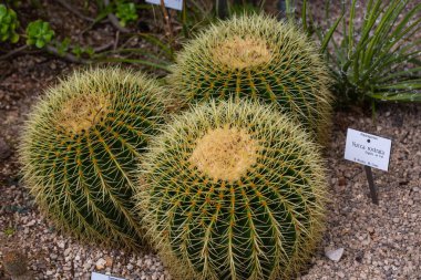 Echinocactus grusonii, Meksika serasında.