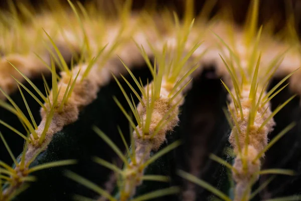 Echinocactus Grusonii Skleníku Mexiko — Stock fotografie