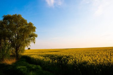 Mavi gökyüzü tecavüz tarlaları, ilkbahar, Thüringen manzarası