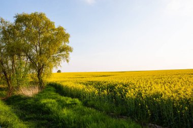 Mavi gökyüzü tecavüz tarlaları, ilkbahar, Thüringen manzarası