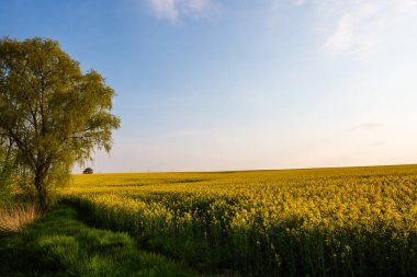 Mavi gökyüzü tecavüz tarlaları, ilkbahar, Thüringen manzarası