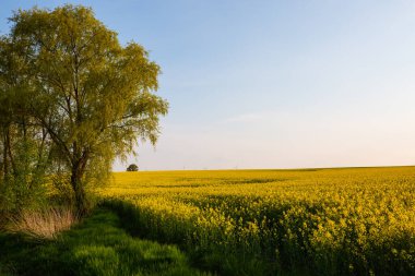 Mavi gökyüzü tecavüz tarlaları, ilkbahar, Thüringen manzarası