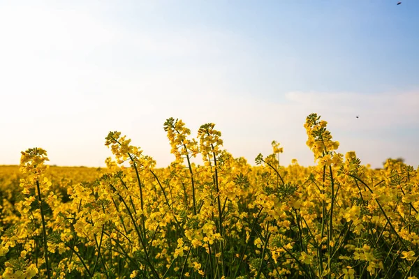 Velden Van Verkrachting Met Blauwe Lucht Lente Landschap Thüringen — Stockfoto