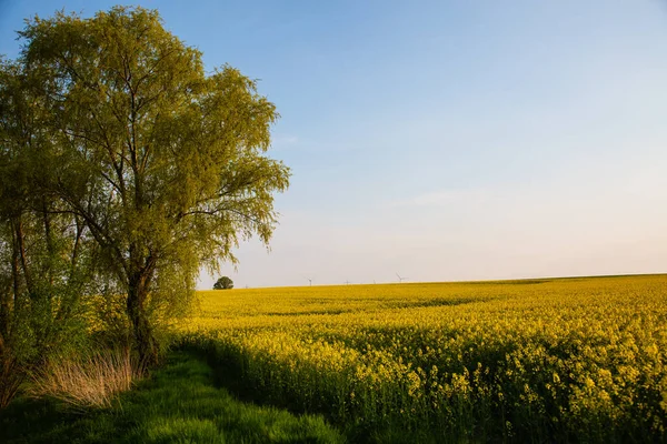 Mavi gökyüzü tecavüz tarlaları, ilkbahar, Thüringen manzarası