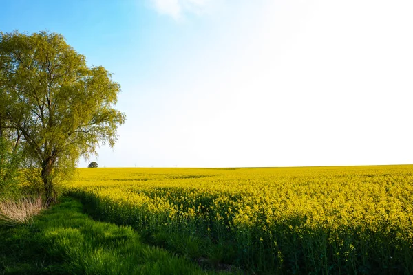 Fields Rape Blue Sky Springtime Landscape Thuringia — Stock Photo, Image