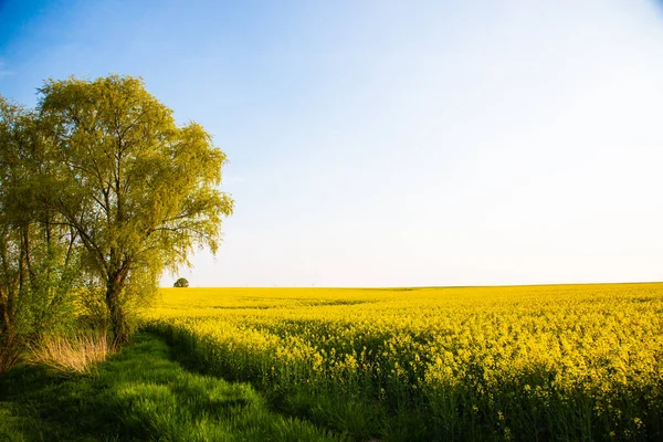 Mavi gökyüzü tecavüz tarlaları, ilkbahar, Thüringen manzarası