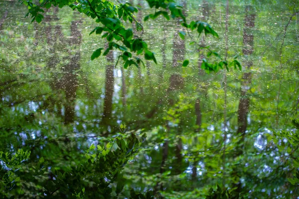 Bosque Reflejado Agua Parque Nymphenburger Munic — Foto de Stock