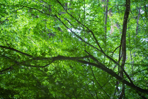 Forest Reflected Water Nymphenburger Park Munic — Photo