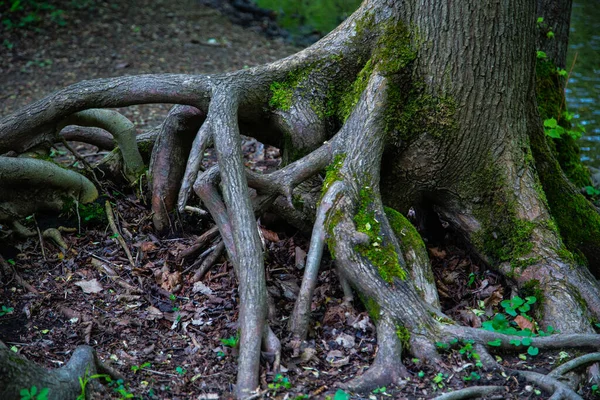 长树根缠绕 老树缠结 — 图库照片