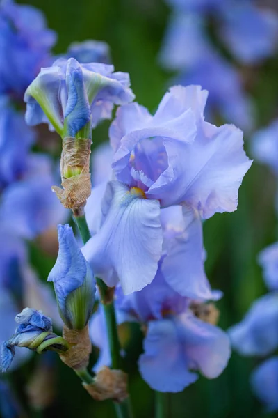 Iris Fleurs Hybrides Mai Jardin Jardinage Fleurs Dans Jardin — Photo