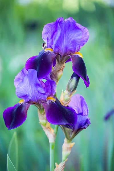 Iris Híbrido Florece Desde Mayo Jardín Jardinería Flores Jardín — Foto de Stock