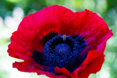 Mısır haşhaşlı papaver rhoeas, arı yaklaşıyor, haşhaş tarlada.,
