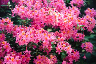 Rhododendron Hybride parkta, rhododenronları olan park alanı, bahçe alanı.