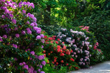 Rhododendron Hybride parkta, rhododenronları olan park alanı, bahçe alanı.