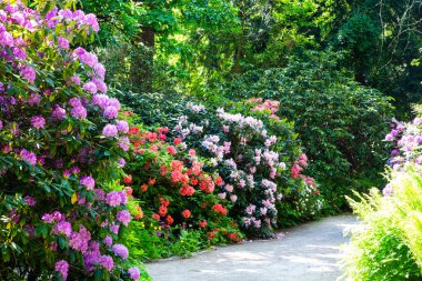 Rhododendron Hybride parkta, rhododenronları olan park alanı, bahçe alanı.