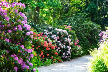 rhododendron hybride in the park, park area with rhododenrons, garden area clipart