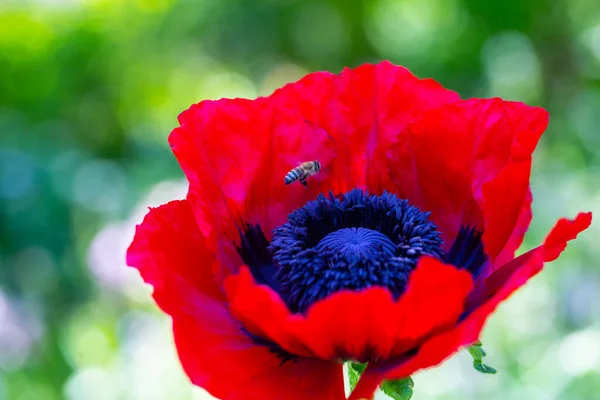 Papoula Milho Papaver Rhoeas Com Abelha Aproximando Papoula Campo — Fotografia de Stock