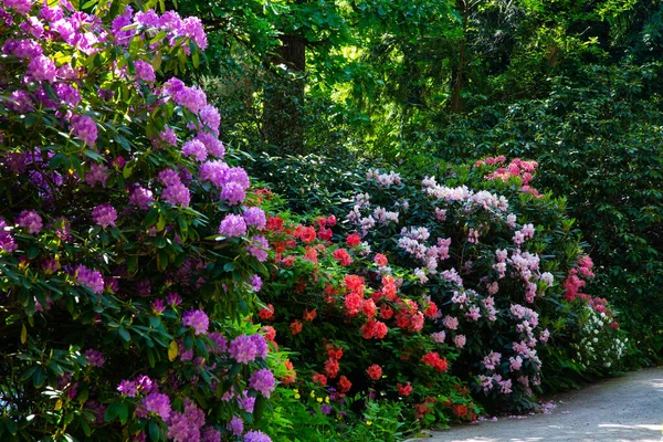 Rhododendron Hybride Park Park Area Rhododenrons Garden Area — Stock Photo, Image