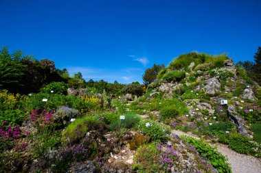 Botanik bahçesindeki alpinyum, yaz zamanı, peyzaj dağları, farklı ülkeler.
