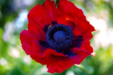 Mısır haşhaşlı papaver rhoeas, arı yaklaşıyor, haşhaş tarlada.,