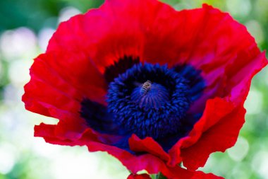 Mısır haşhaşlı papaver rhoeas, arı yaklaşıyor, haşhaş tarlada.,