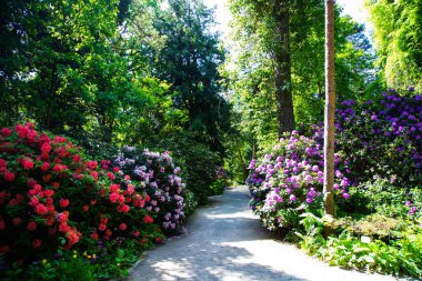 Rhododendron Hybride parkta, rhododenronları olan park alanı, bahçe alanı.