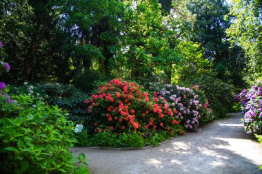 Rhododendron Hybride parkta, rhododenronları olan park alanı, bahçe alanı.