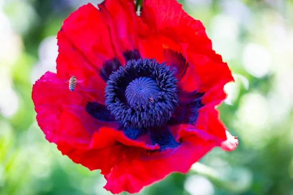 Papoula Milho Papaver Rhoeas Com Abelha Aproximando Papoula Campo — Fotografia de Stock