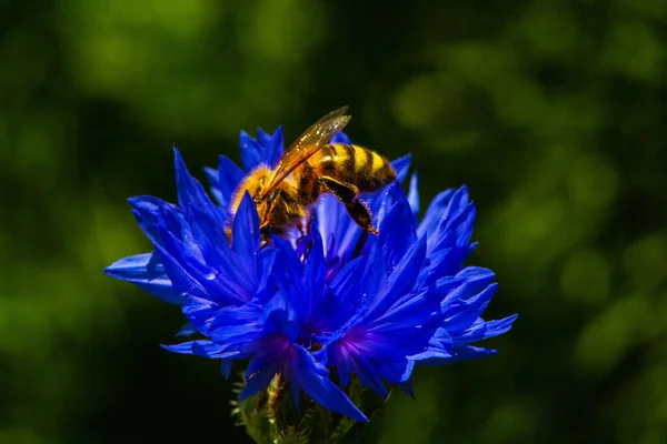 Fleurs Bleuet Avec Abeille Fleurs Sauvages Bleues Été Fleur Amicale — Photo