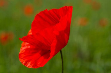 Tarlada haşhaş çiçeği