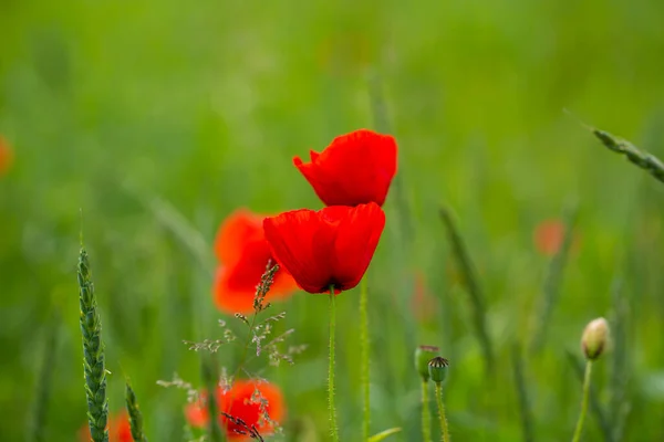 Makowy Kwiat Polu — Zdjęcie stockowe