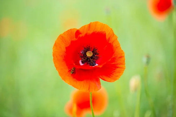 Makowy Kwiat Polu — Zdjęcie stockowe