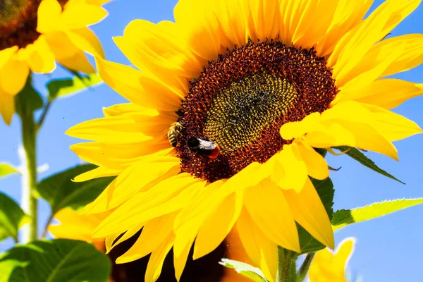 Sunflower Bee Blue Sky Sunflower Field — Foto de Stock
